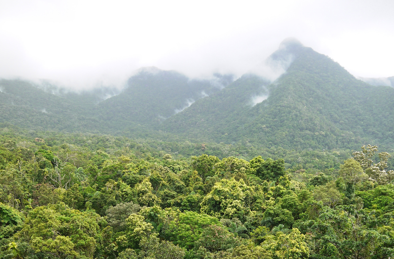 Illustration for article titled Earth's Tropical Rainforests Could Look Completely Different By the End of the Century
